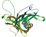 Dystrophin Associated Glycoprotein 1 (DAG1)