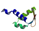 E2F Transcription Factor 4 (E2F4)