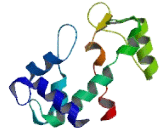 EF-Hand Calcium Binding Domain Protein 10 (EFCAB10)