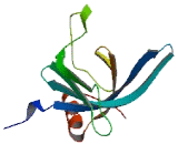 EF-Hand Domain C-Terminal Containing Protein 1 (EFHC1)