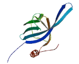 EF-Hand Domain C-Terminal Containing Protein 2 (EFHC2)