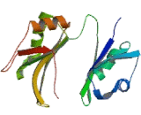 ELAV Like Protein 4 (ELAVL4)