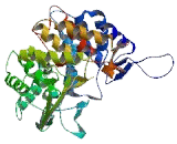 ER Degradation Enhancer, Mannosidase Alpha Like Protein 1 (EDEM1)