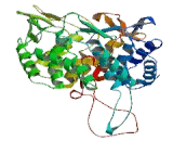 ER Degradation Enhancer, Mannosidase Alpha Like Protein 2 (EDEM2)