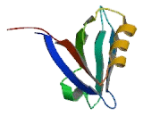 ERM Binding Protein 50 (EBP50)