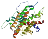 ERO1 Like Protein Beta (ERO1Lb)