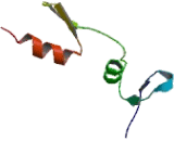 Early Growth Response Protein 1 (EGR1)