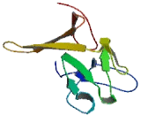 Echinoderm Microtubule Associated Protein Like Protein 2 (EML2)