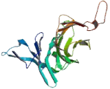 Echinoderm Microtubule Associated Protein Like Protein 4 (EML4)