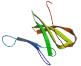 Echinoderm Microtubule Associated Protein Like Protein 5 (EML5)