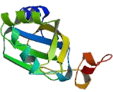 Ecto NOX Disulfide Thiol Exchanger 1 (ENOX1)