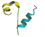 Ectodysplasin A Receptor Associated Adapter Protein (EDARADD)