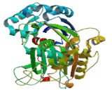 Ectonucleoside Triphosphate Diphosphohydrolase 2 (ENTPD2)