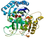 Ectonucleoside Triphosphate Diphosphohydrolase 3 (ENTPD3)