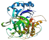 Ectonucleoside Triphosphate Diphosphohydrolase 4 (ENTPD4)