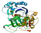 Ectonucleoside Triphosphate Diphosphohydrolase 5 (ENTPD5)