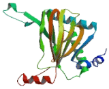 Egl Nine Homolog 1 (EGLN1)