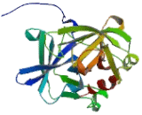 Elastase 3A (ELA3A)