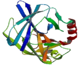 Elastase 3B (ELA3B)