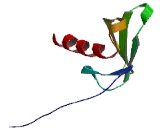 Elongation Factor 1 Homolog (ELOF1)