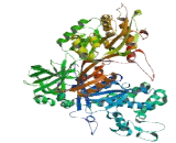 Elongation Factor Tu GTP Binding Domain Containing Protein 2 (EFTUD2)