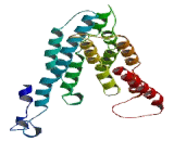 Elongation Of Very Long Chain Fatty Acids Like Protein 3 (ELOVL3)