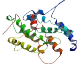 Elongation Of Very Long Chain Fatty Acids Like Protein 4 (ELOVL4)