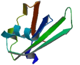 Embryonic Poly A Binding Protein 2 (EPABP2)