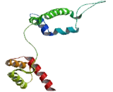 Empty Spiracles Homeobox Protein 2 (EMX2)