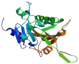 Endo/Exonuclease, Endonuclease G Like Protein (EXOG)