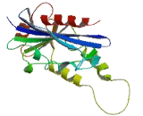 Endonuclease V (ENDOV)