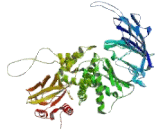 Endoplasmic Reticulum Aminopeptidase 1 (ERAP1)