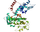 Endoplasmic Reticulum To Nucleus Signalling 2 (ERN2)