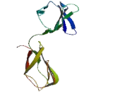 Endothelial Cell Adhesion Molecule (ESAM)