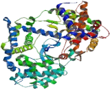 Endothelin Converting Enzyme 1 (ECE1)