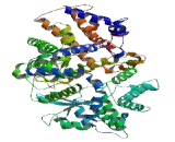 Endothelin Converting Enzyme Like Protein 1 (ECEL1)