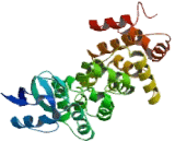 Engulfment And Cell Motility 1 (ELMO1)