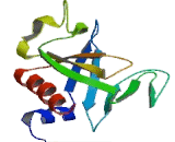 Engulfment And Cell Motility 3 (ELMO3)