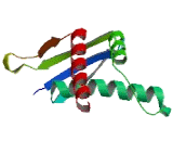 Enhancer Of Rudimentary Homolog (ERH)