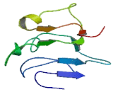 Enhancer Of mRNA Decapping Protein 1 (EDC1)