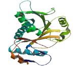 Enhancer Of mRNA Decapping Protein 3 (EDC3)