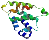 Enhancer Of mRNA Decapping Protein 4 (EDC4)