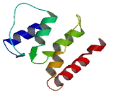 Enolase 4 (ENO4)