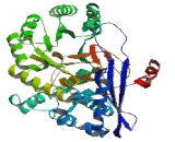 Enolase Superfamily, Member 1 (ENOSF1)