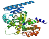 Enoyl Coenzyme A Hydratase/3-Hydroxyacyl Coenzyme A Dehydrogenase (EHHADH)