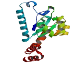 Enoyl Coenzyme A Hydratase Domain Containing Protein 1 (ECHDC1)