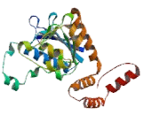 Enoyl Coenzyme A Hydratase Short Chain 1, Mitochondrial (ECHS1)