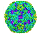 Enterovirus 71 (EV71)