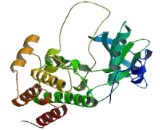 Ephrin Type A Receptor 7 (EPHA7)