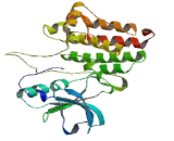 Ephrin Type B Receptor 3 (EPHB3)